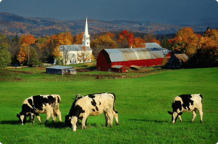 Ranch with cows